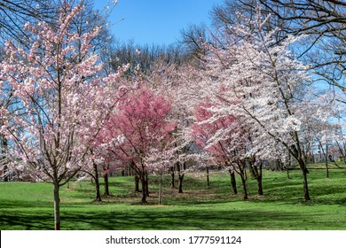 Blossom Cherry Branch Brook Park