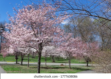 Blossom Cherry Branch Brook Park