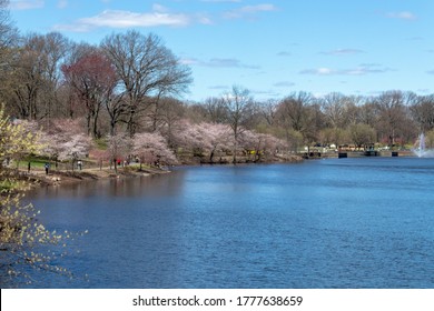 Blossom Cherry Branch Brook Park