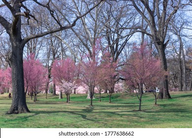 Blossom Cherry Branch Brook Park