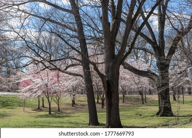 Blossom Cherry Branch Brook Park