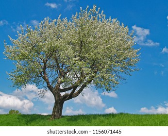 a blossom cherry tree in spring