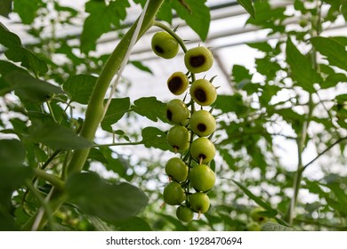 Blossom End Rot Caused By Calcium Deficiency To Ripe Tomato