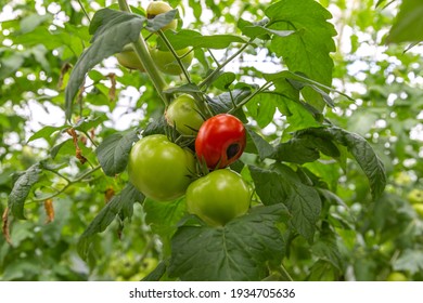 Blossom End Rot Caused By Calcium Deficiency To Ripe Tomato