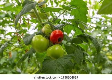 Blossom End Rot Caused By Calcium Deficiency To Ripe Tomato