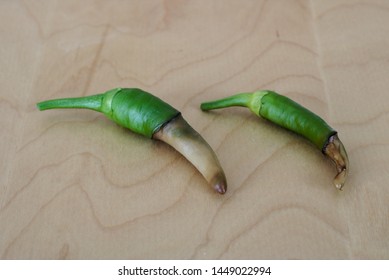 Blossom End Rot Of Chilis