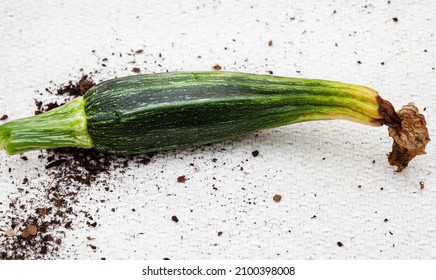 Blossom End Rot On Zucchini Squash 