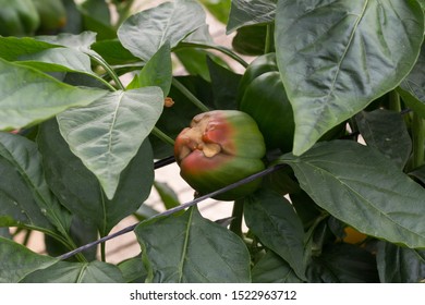 Blossom End Rot In Pepper Fruits