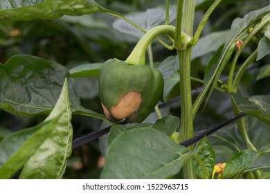 Blossom End Rot In Pepper Fruits