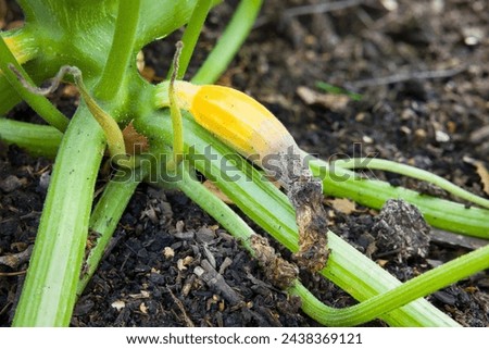 Similar – Image, Stock Photo Zucchini blossom Blossom