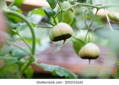 Blossom End Rot Symptoms On Tomato Fruit. Sick Tomatoes. Non-inf