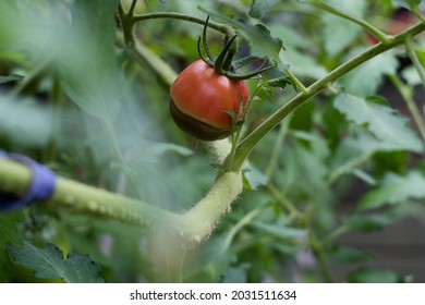 Blossom End Rot Symptoms On Tomato Fruit. Sick Tomatoes. Non-inf