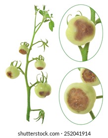 Blossom End Rot Of Tomato - Calcium Deficiency - Plant Disorder