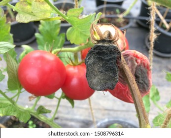 Blossom End Rot In Tomato,deficiency Of Tomato Fruit.