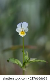 Blossom Of A Field Pansy (Viola Arvensis).