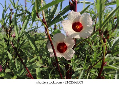 Blossom Flowers Of Roselle Plant (Hibiscus Sabdariffa)