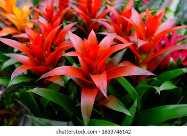 Blossom Of Guzmania Bromelia. Sale. Pot Plants, Indoor Plants, Tropical Plants. Several Plants Are Located In The Photograph. Guzmania Bromeliad Closeup. Use As Background.