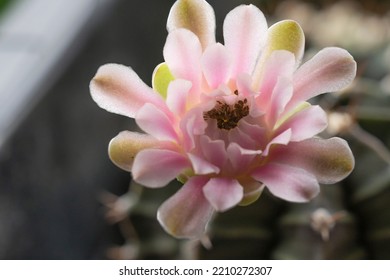 Blossom Gymnocalycium Flower Succulent On Spring Natural Background. Beautiful Small Cactus Flower Blooming In House Plant Nature Green Background. White Floral Bloom Gymnocalycium Cactus Succulent