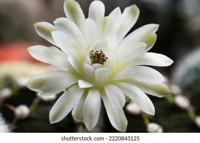 Blossom Gymnocalycium Flower Succulent On Spring Natural Background. Beautiful Small Cactus Flower Blooming In House Plant Nature Green Background. White Floral Bloom Gymnocalycium Cactus Succulent