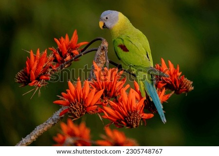blossom headed parakeet parrot from satchori forest, sylhet, bangladesh 