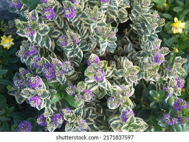 Blossom Of Hebe 'Waireka'plant, Hebe X Franciscana-variegated,  Plants Native To New Zealand, Polynesia, The Falkland Islands And South America.