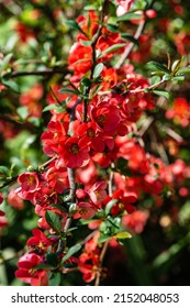 Blossom of Japanese quince or Chaenomeles japonica. Red flowers on branches of Japanese quince on blurred background. Selective focus. Close-up of red flowers. Nature concept for design.