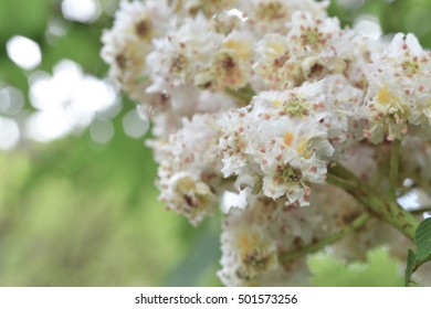 Blossom at Kew Gardens