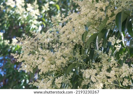 Blossom of ligustrum tree, ornamental city plant with white flowers, Ligustrum lucidum, the broad-leaf privet,Chinese, glossy or wax-leaf privet