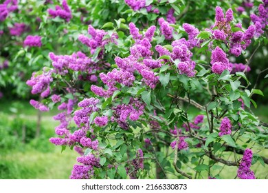 Blossom lilac flowers in spring in garden. branch of Blossoming purple lilacs in spring. Blooming lilac bush.  Blossoming purple and violet lilac flowers. Spring season, nature background. aroma,  - Shutterstock ID 2166330873