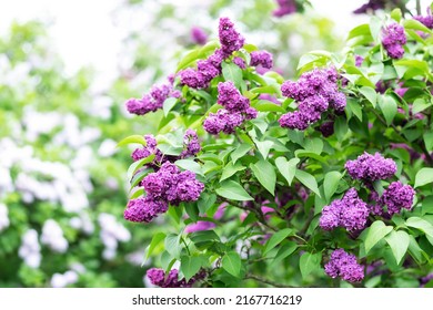 Blossom lilac flowers in spring in garden. branch of Blossoming purple lilacs in spring. Blooming lilac bush.  Blossoming purple and violet lilac flowers. Spring season, nature background. aroma,  - Shutterstock ID 2167716219
