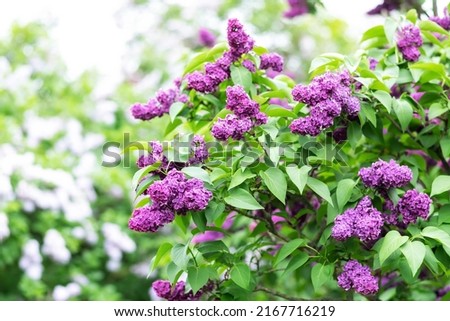 Blossom lilac flowers in spring in garden. branch of Blossoming purple lilacs in spring. Blooming lilac bush.  Blossoming purple and violet lilac flowers. Spring season, nature background. aroma, 