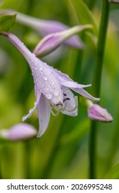 Blossom lilac Hosta flower with water drops macro photography. Plantain lilies flowering plant with raindrops on a violet petals close-up photo in springtime. Wet pink hostas flowers background.