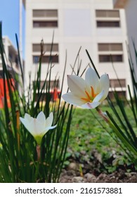 Blossom Lily Flowers In Universitas Pendidikan Indonesia