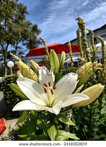 Blossom of a lily in a small village on the Baltic Sea with a boat in the background against a blue sky