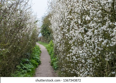 Blossom Lined Footpath In Spring In Thanet Kent