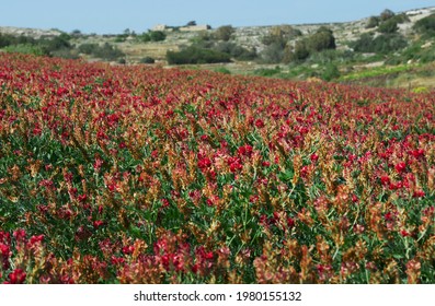 Maltese Food Hd Stock Images Shutterstock