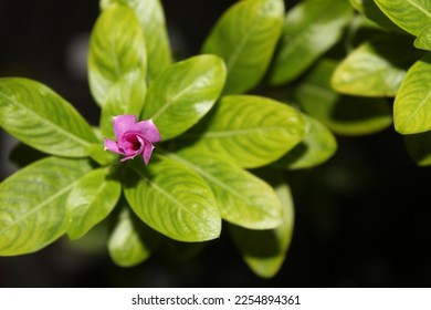 The blossom of madagascar periwinkle (Catharanthus roseus) - Shutterstock ID 2254894361