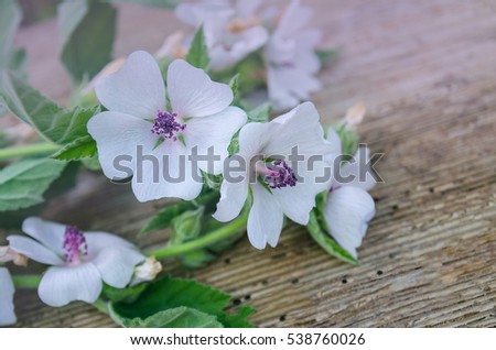 Blossom of marshmallow (Althaea officinalis). Pink marshmallow flowers 