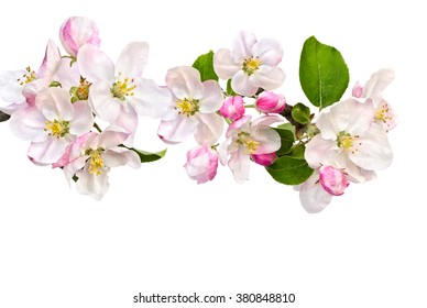 Blossom On Apple Branch On A White Background