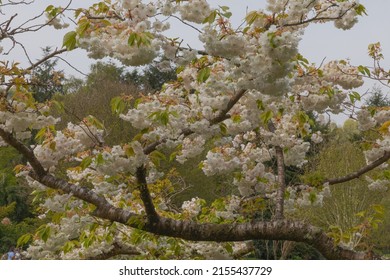 Blossom on the branch of the blushing bride ornamental cherry tree