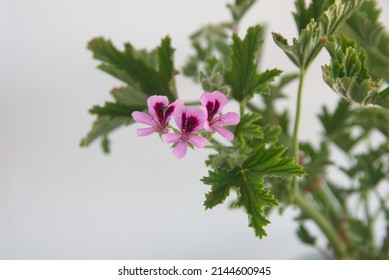 Blossom Of Orange Fizz  Geranium, Lemon  Scented Pelargonium, Citronella Plant, Ornamental, Medicinal And Repellent Plant