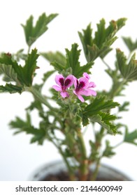 Blossom Of Orange Fizz  Geranium, Lemon  Scented Pelargonium, Citronella Plant, Ornamental, Medicinal And Repellent Plant