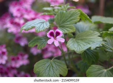 Blossom Of Orange Fizz  Geranium, Lemon  Scented Pelargonium, Citronella Plant, Ornamental, Medicinal And Repellent Plant