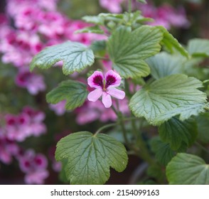 Blossom Of Orange Fizz  Geranium, Lemon  Scented Pelargonium, Citronella Plant, Ornamental, Medicinal And Repellent Plant