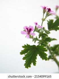 Blossom Of Orange Fizz  Geranium, Lemon  Scented Pelargonium, Citronella Plant, Ornamental, Medicinal And Repellent Plant