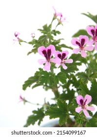 Blossom Of Orange Fizz  Geranium, Lemon  Scented Pelargonium, Citronella Plant, Ornamental, Medicinal And Repellent Plant