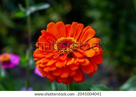 Blossom orange zinnia flower on a green background on a summer day macro photography. Blooming zinnia with orange petals close-up photo in summertime. 