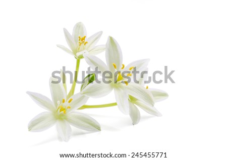 blossom of ornithogalum on white