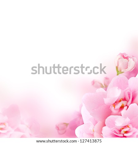 Blossom - pink flower, floral background