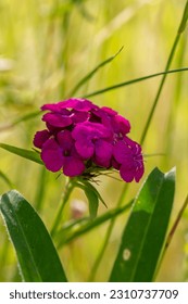 Blossom pink sweet William flower on a summer day macro photography. Blooming garden pink Sweet William flower with pink petals in summer, close-up photo. - Shutterstock ID 2310737709
